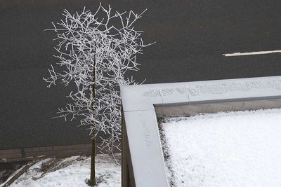 Mit Rauhreif bedeckter Baum am Bürgersteig in der Überseestadt Bremen