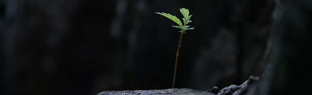 kleine grüne Pflanze wächst auf Steinboden