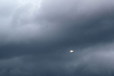 Fliegende Möve im Sonnenlicht, vor dunklen Wolken in Bremen