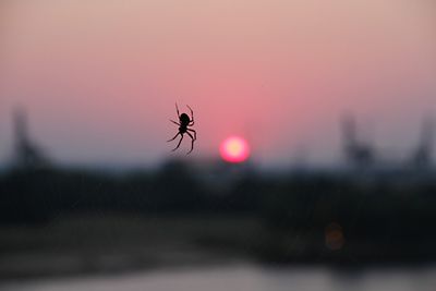 Silhouette einer Spinne vor rot untergehender Sonne